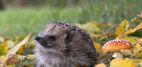 can ai detect hedgehogs from space maybe
