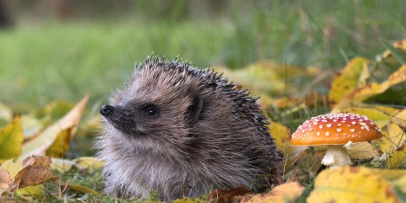 Can AI detect hedgehogs from space? Maybe if you find brambles first. 19 can ai detect hedgehogs from space maybe
