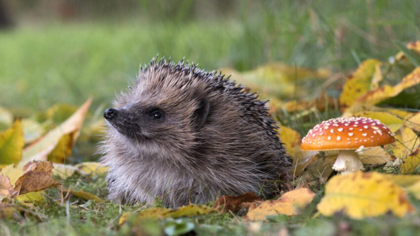 can ai detect hedgehogs from space maybe