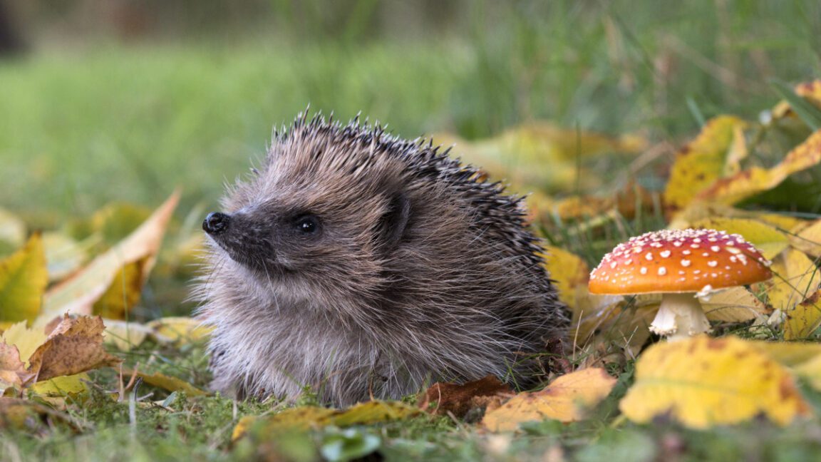 can ai detect hedgehogs from space maybe