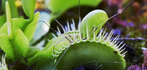 scientists unlock secret to venus flytrap s