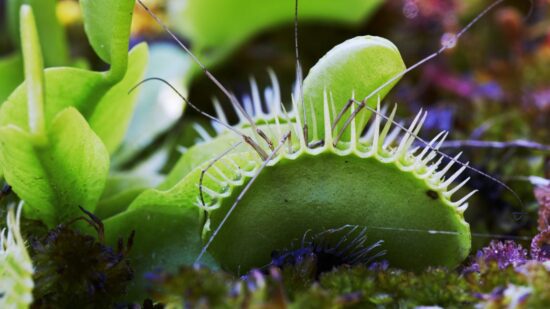 scientists unlock secret to venus flytrap s