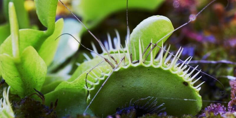 Scientists unlock secret to Venus flytrap’s hair-trigger response 1 scientists unlock secret to venus flytrap s