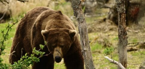 all hail the new fat bear champion