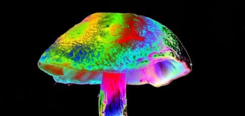 how different mushrooms learned the same psychedelic