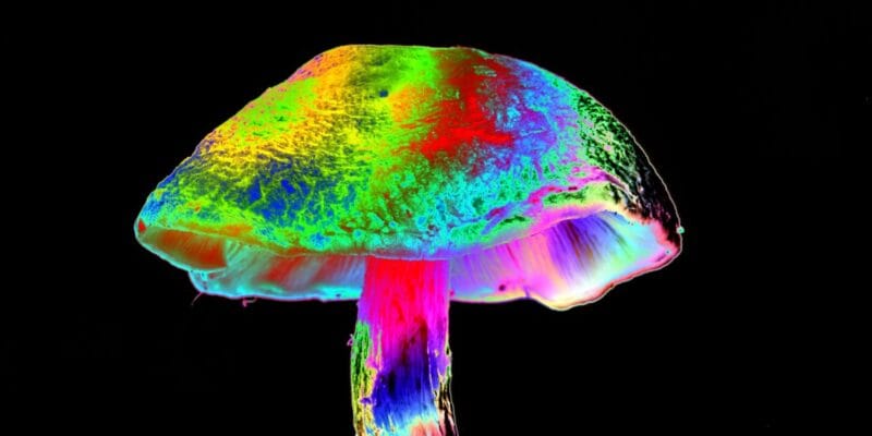 How different mushrooms learned the same psychedelic trick 13 how different mushrooms learned the same psychedelic