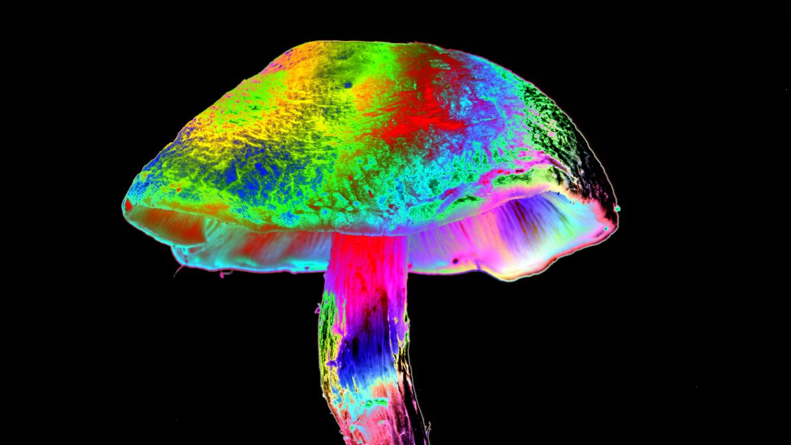 how different mushrooms learned the same psychedelic