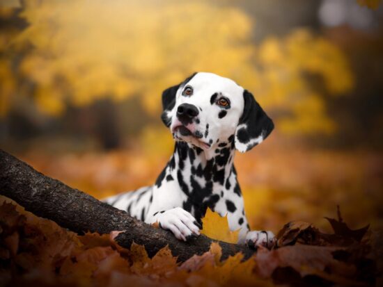 what s updog datadog s new tool