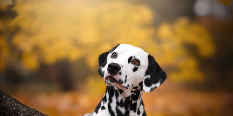 What’s Updog? Datadog’s new tool tells you which apps are down 2 What’s Updog? Datadog’s new tool tells you which apps are down | Hashe Computer Solutions (Pvt) Ltd.