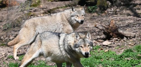 even with protections wolves still fear humans