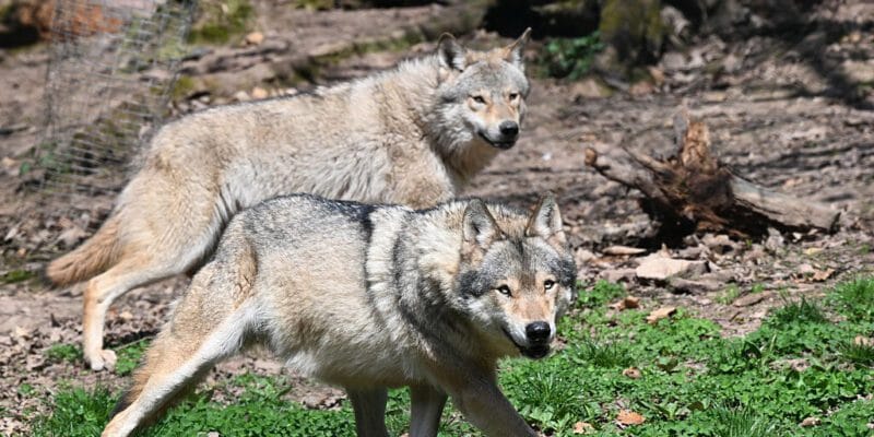 Even with protections, wolves still fear humans 7 even with protections wolves still fear humans