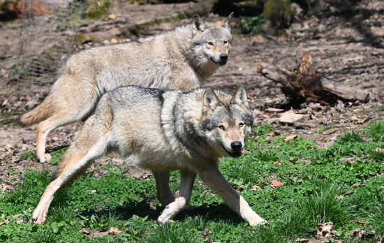 even with protections wolves still fear humans