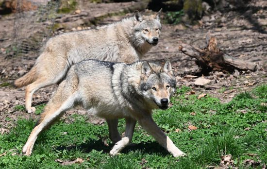 even with protections wolves still fear humans
