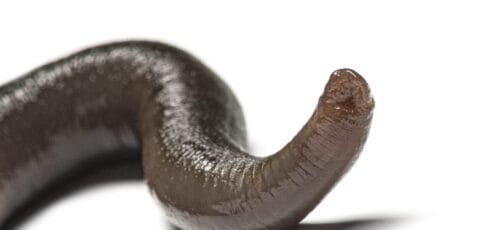 man accidentally gets leech up his nose