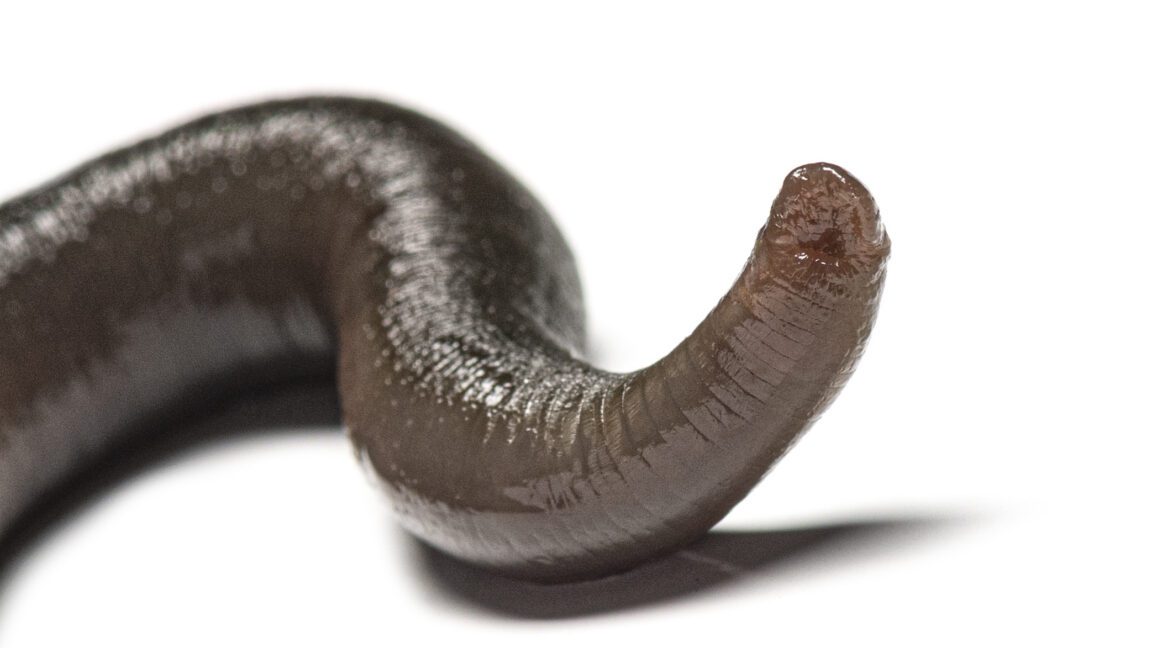 man accidentally gets leech up his nose