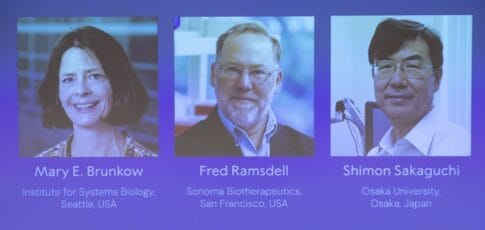 discovery of cells that keep immune responses