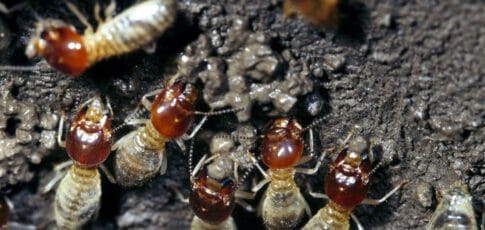 termite farmers fine-tune their weed control