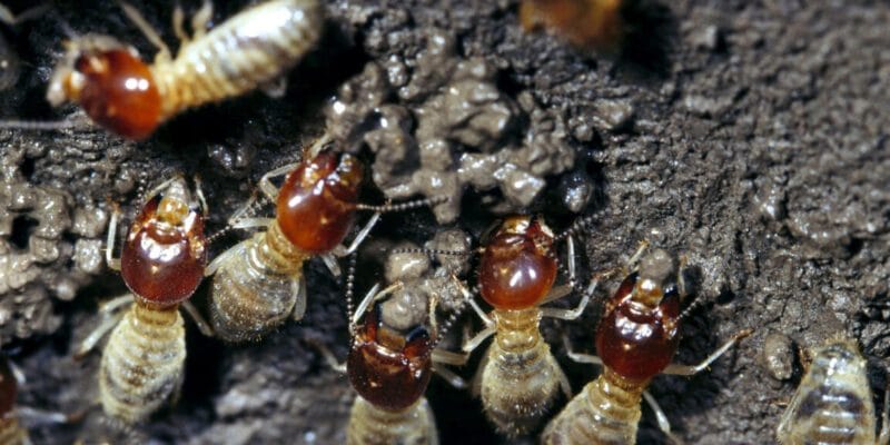 Termite farmers fine-tune their weed control 16 termite farmers fine-tune their weed control