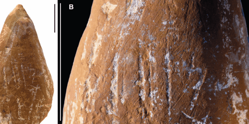 Wear marks suggest Neanderthals made ocher crayons 1 wear marks suggest neanderthals made ocher crayons