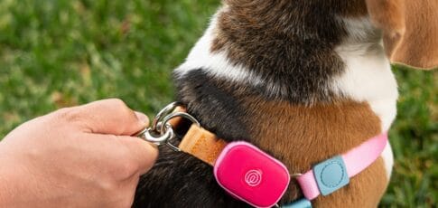life360 ventures into pet tech with the
