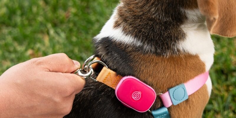 life360 ventures into pet tech with the