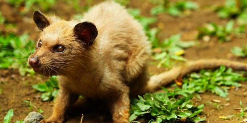 Fermentation is key to coffee beans gleaned from civet feces 1 fermentation is key to coffee beans gleaned