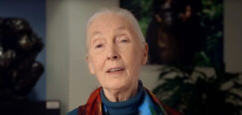 world-famous primatologist jane goodall dead at 91