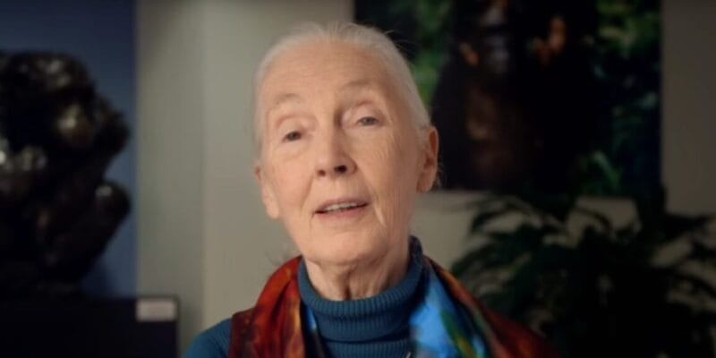 World-famous primatologist Jane Goodall dead at 91 8 world-famous primatologist jane goodall dead at 91