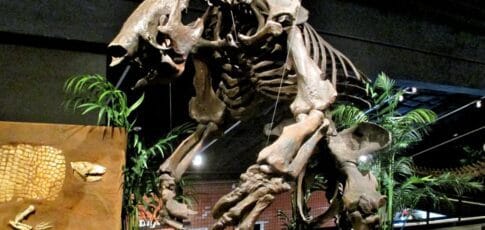 megafauna was the meat of choice for