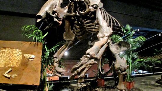 megafauna was the meat of choice for