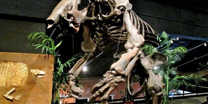 Megafauna was the meat of choice for South American hunters 15 megafauna was the meat of choice for
