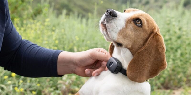 Life360, the company that owns Tile, now makes a Pet GPS collar for $50 7 life360 the company that owns tile now