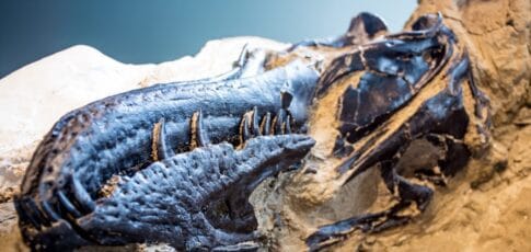 new study settles 40-year debate nanotyrannus is