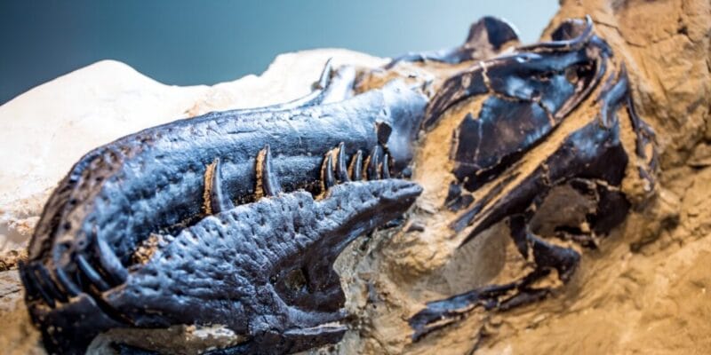 New study settles 40-year debate: Nanotyrannus is a new species 9 new study settles 40-year debate nanotyrannus is