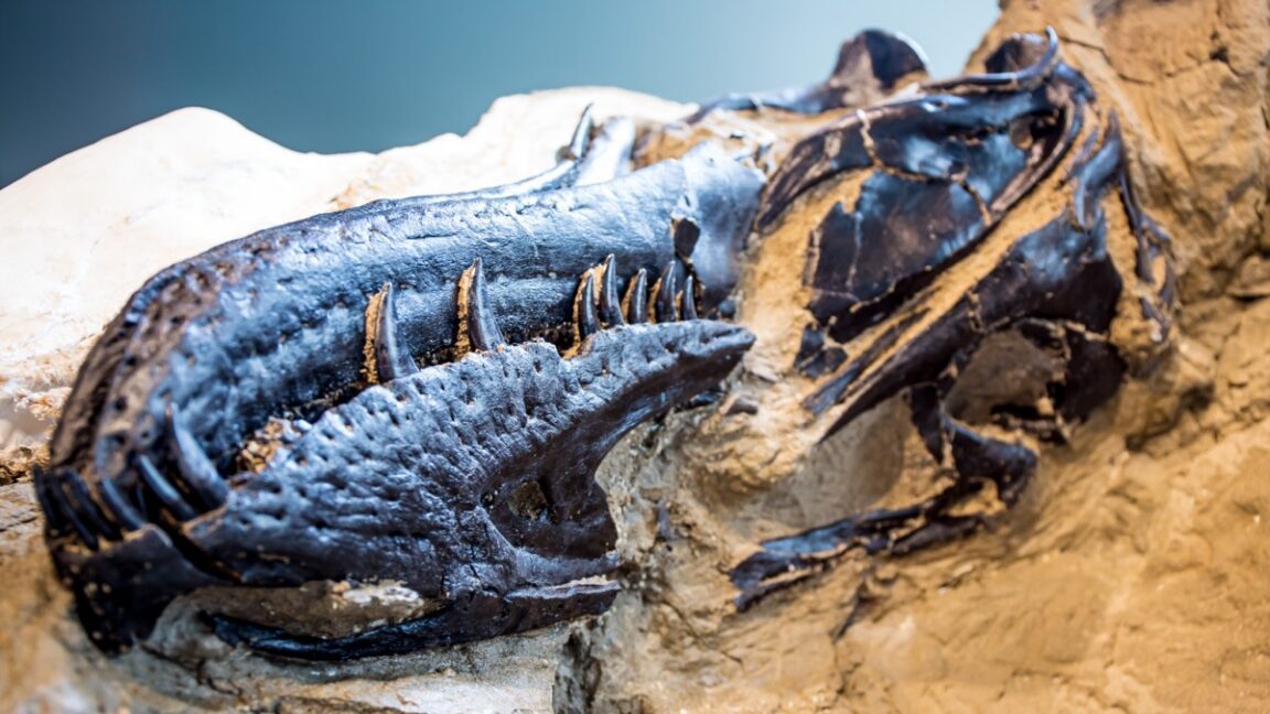 new study settles 40-year debate nanotyrannus is