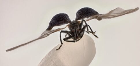 rice weevil on a grain of rice