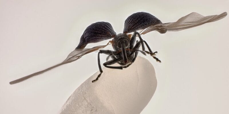 Rice weevil on a grain of rice wins 2025 Nikon Small World contest 6 rice weevil on a grain of rice