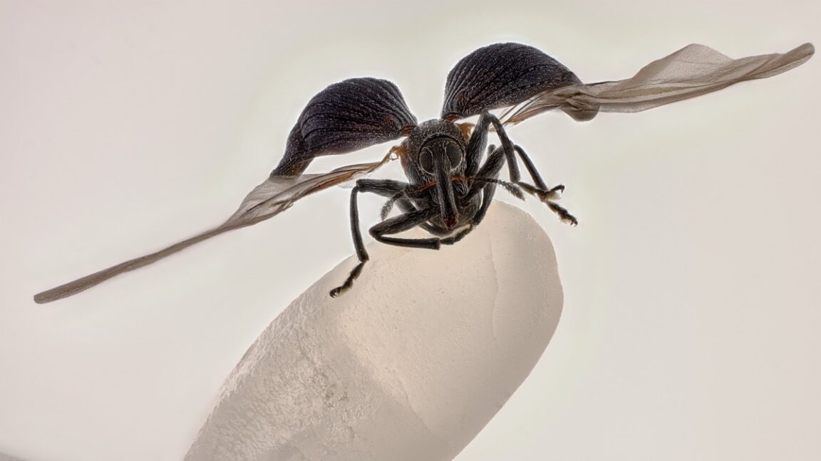 rice weevil on a grain of rice