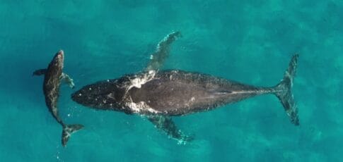 whale and dolphin migrations are being disrupted