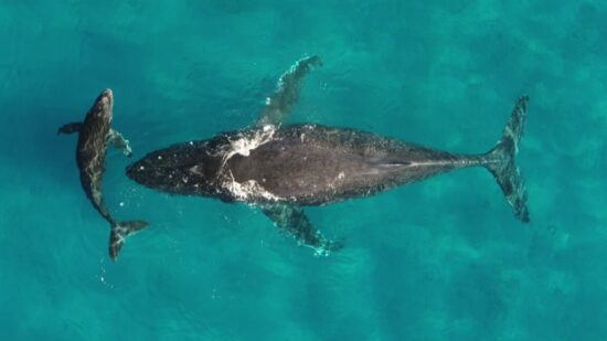 whale and dolphin migrations are being disrupted