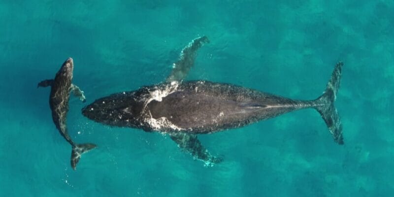 Whale and dolphin migrations are being disrupted by climate change 2 whale and dolphin migrations are being disrupted