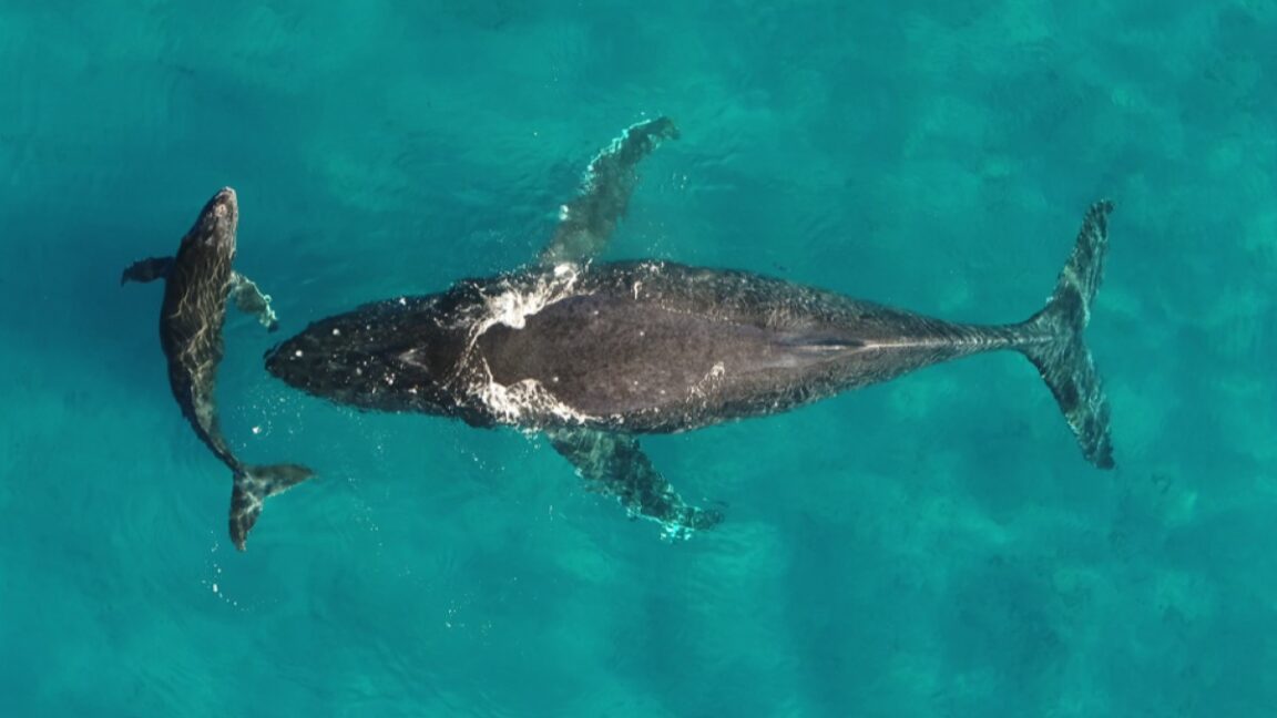 whale and dolphin migrations are being disrupted