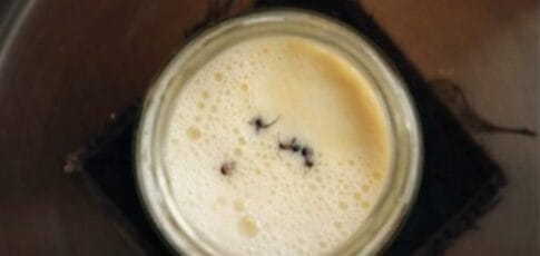 scientists revive old bulgarian recipe to make