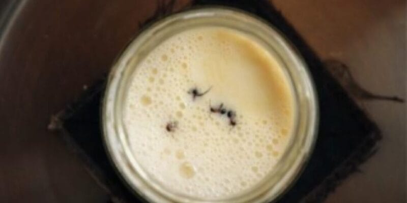 Scientists revive old Bulgarian recipe to make yogurt with ants 18 scientists revive old bulgarian recipe to make