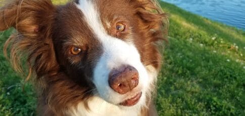 Tech News 4 dogs came in a wide range of