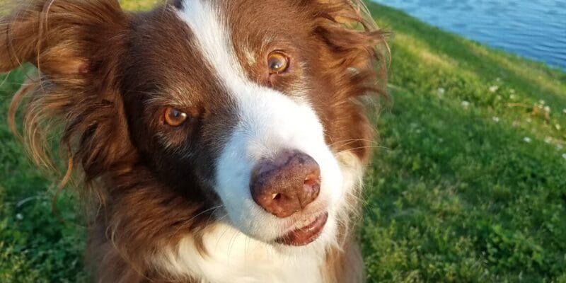 dogs came in a wide range of