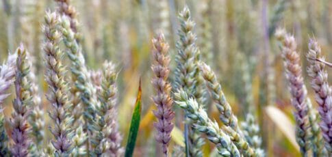 Tech News 9 scientist pleaded guilty to smuggling fusarium graminearum
