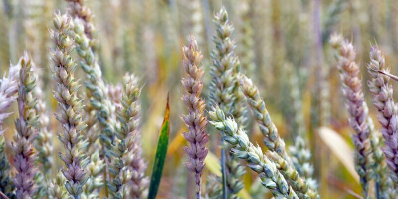 Scientist pleaded guilty to smuggling Fusarium graminearum into US. But what is it? 3 scientist pleaded guilty to smuggling fusarium graminearum