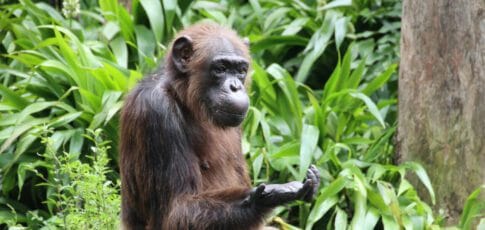 Tech News 4 the evolution of rationality how chimps process