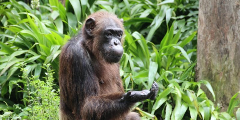 the evolution of rationality how chimps process
